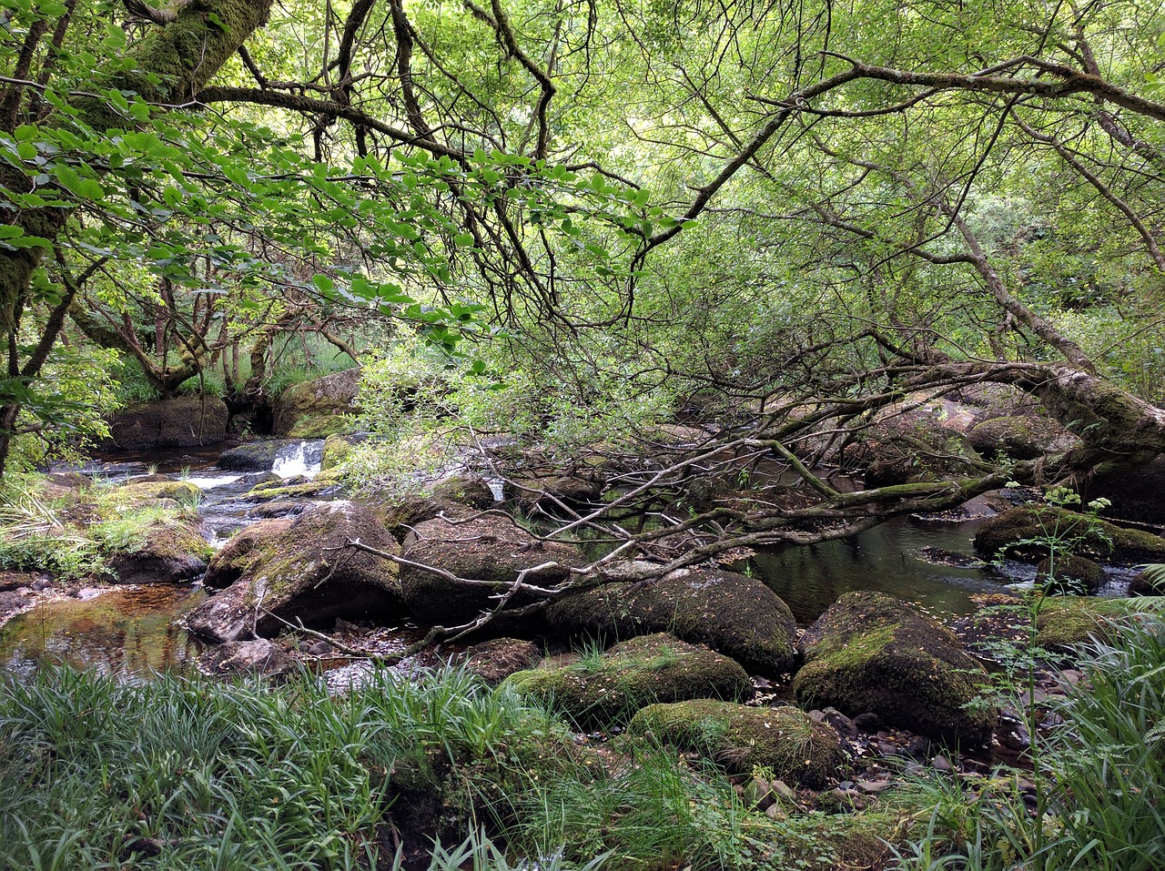 woods stream woodland free photo