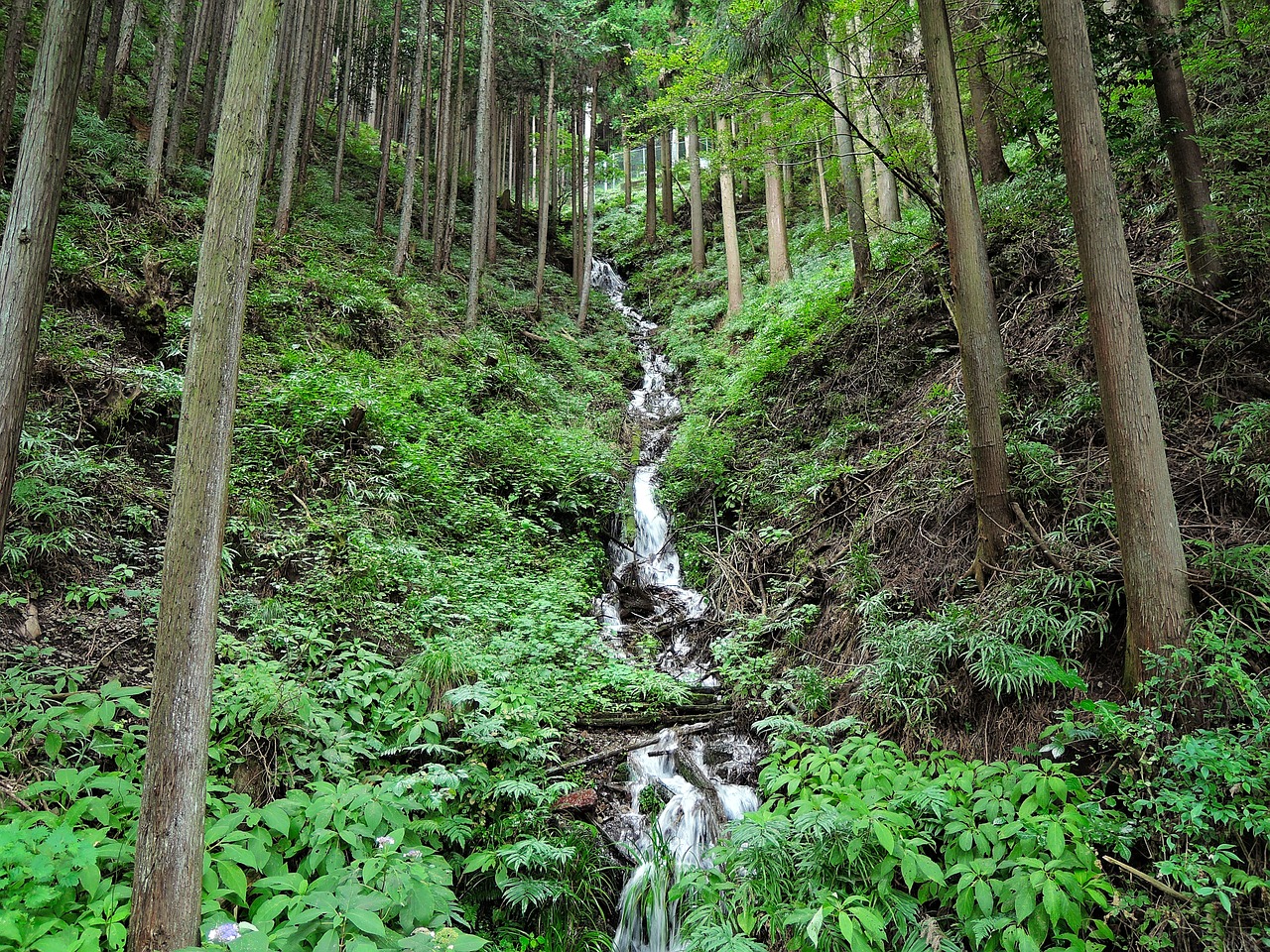 woods river waterfall free photo