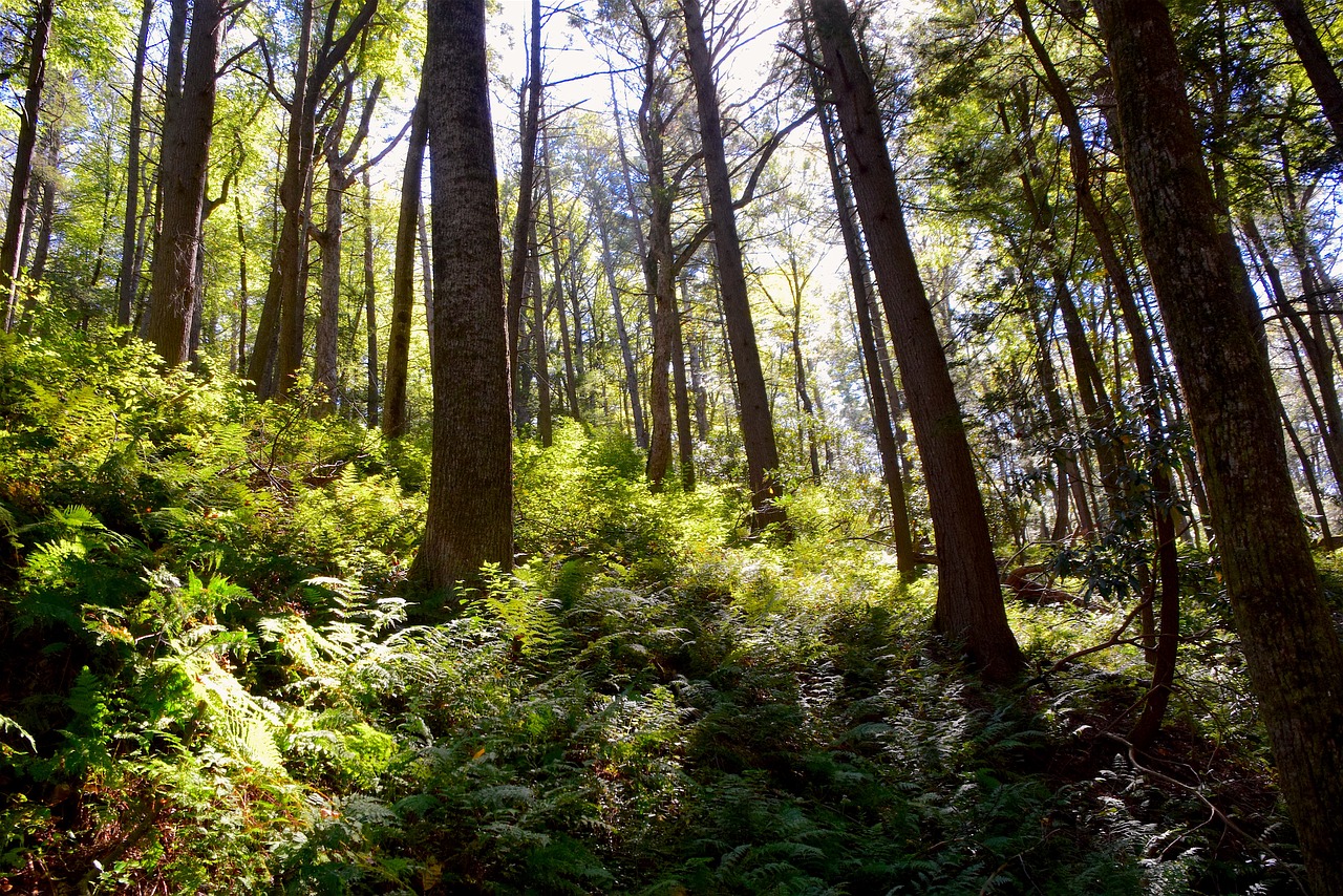 woods ferns sunlight free photo