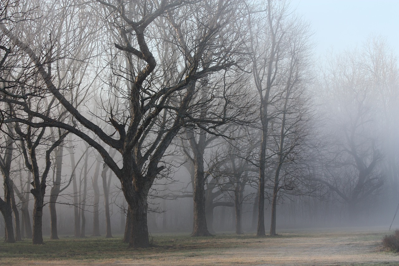 woods texas mist free photo