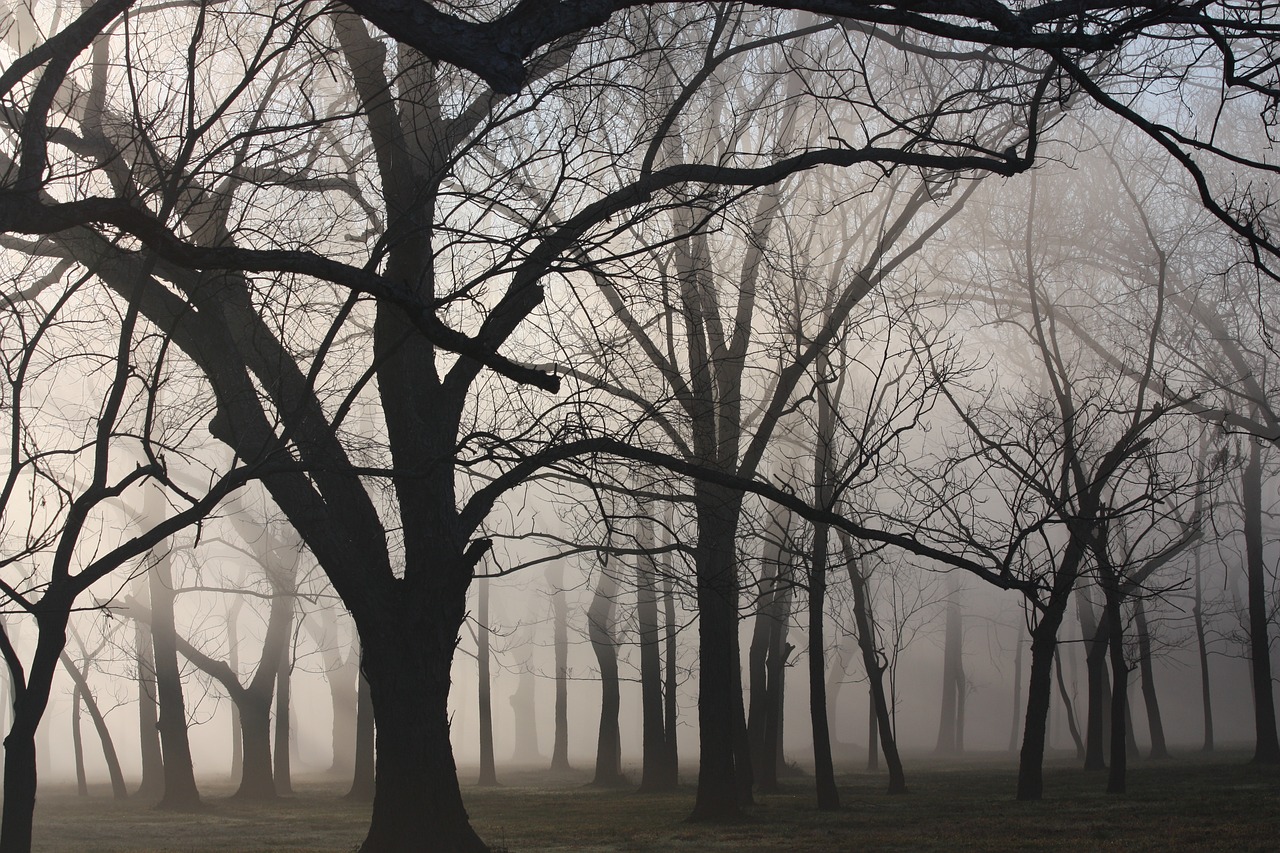 woods texas mist free photo