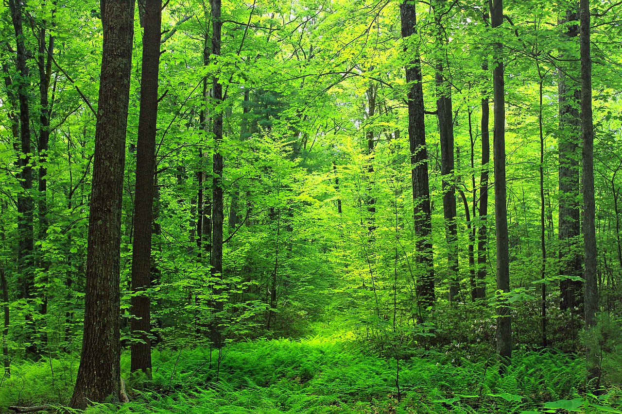 woods forest path free photo