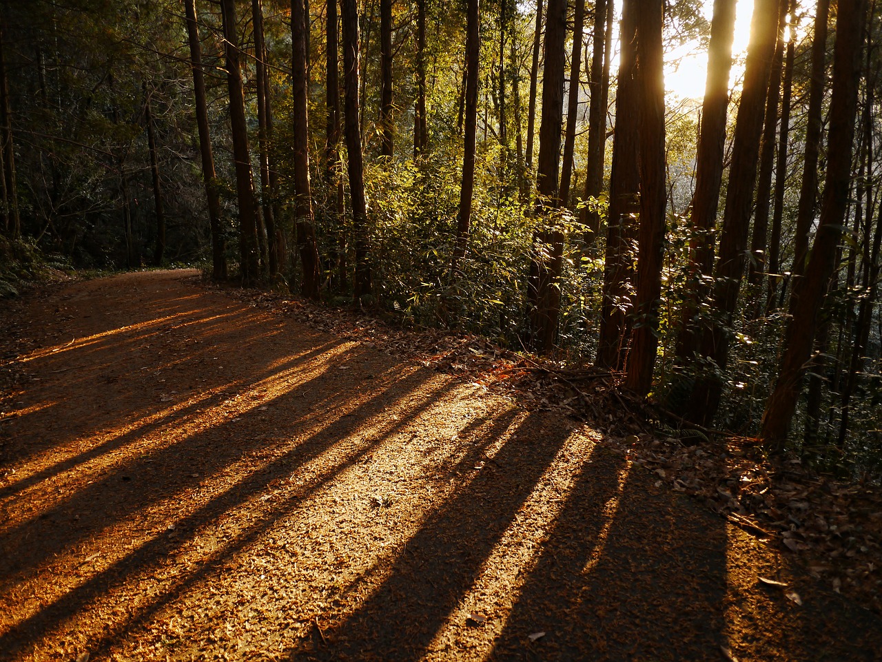 woods japan forest free photo