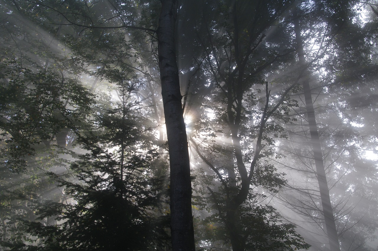 woods fog forest free photo