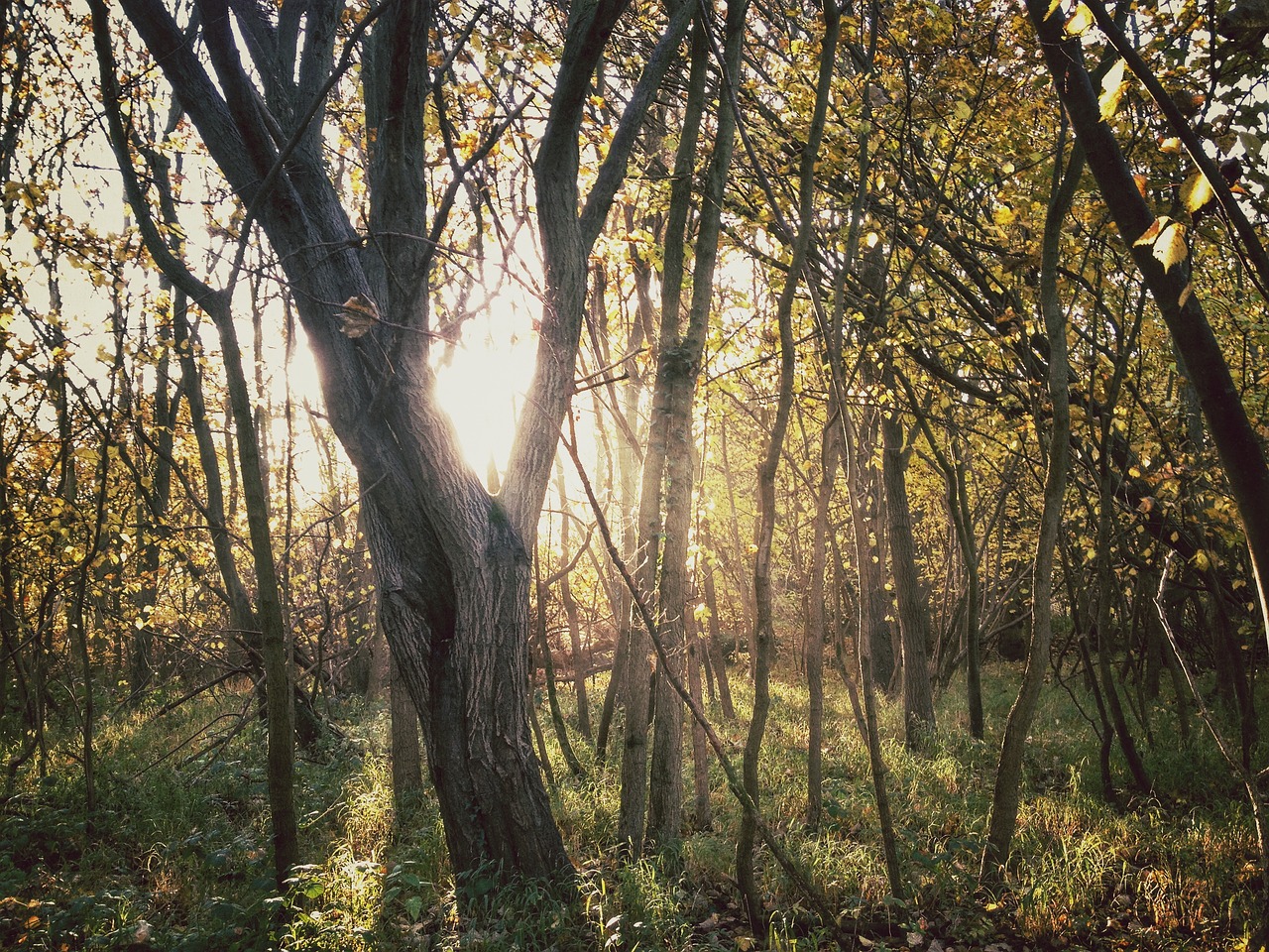 woods trees nature free photo