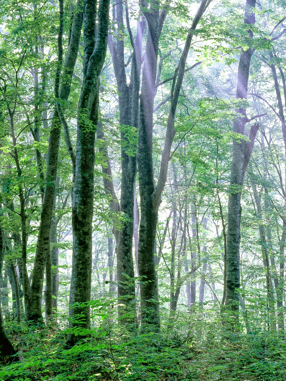 woods morning mist light free photo