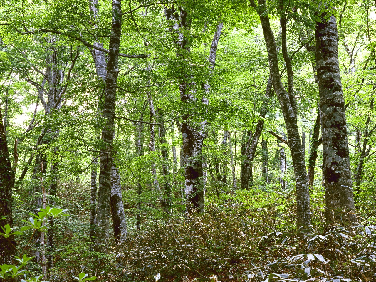 woods beech forest in the early summer free photo