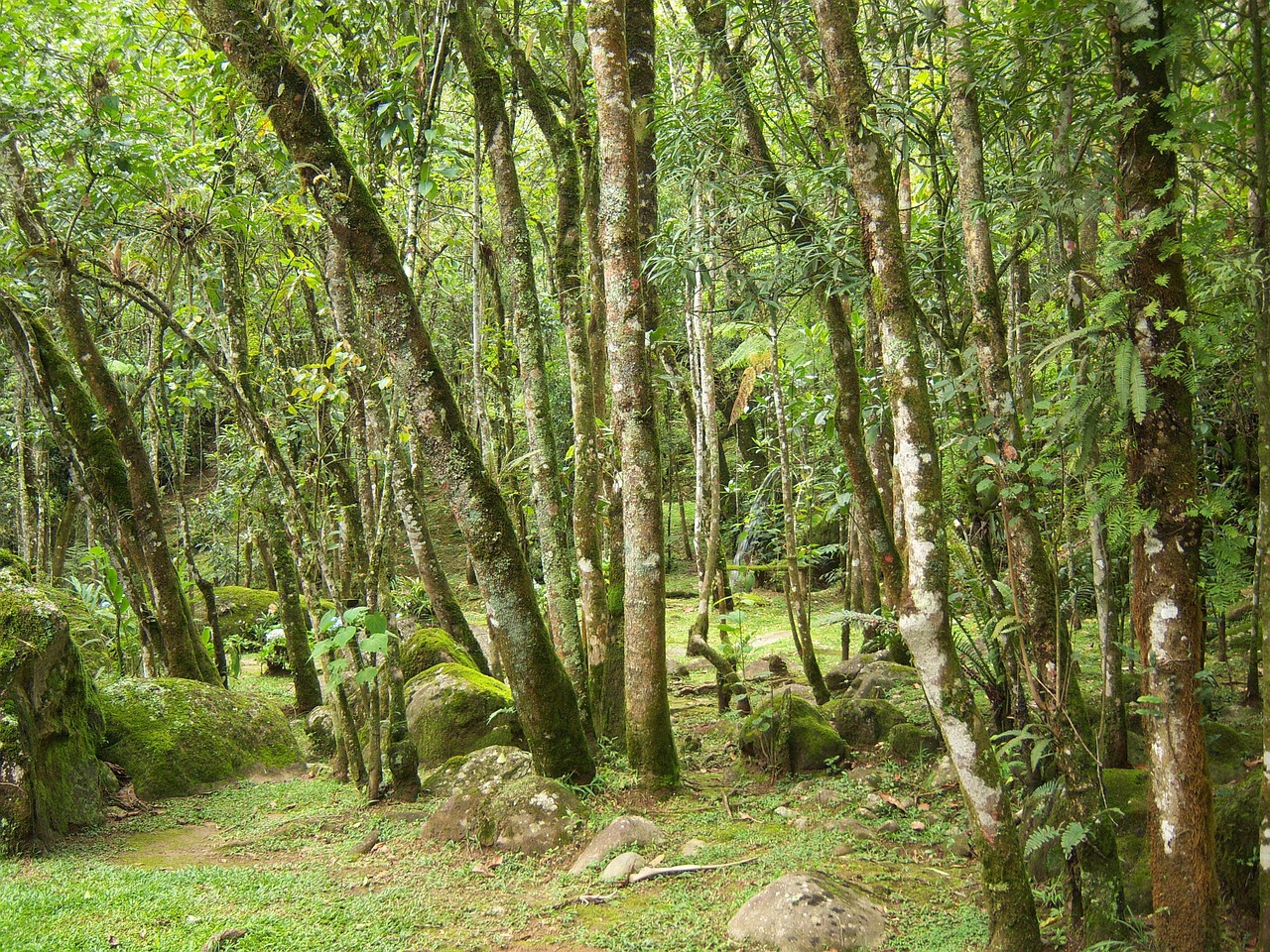 woods trees forest free photo