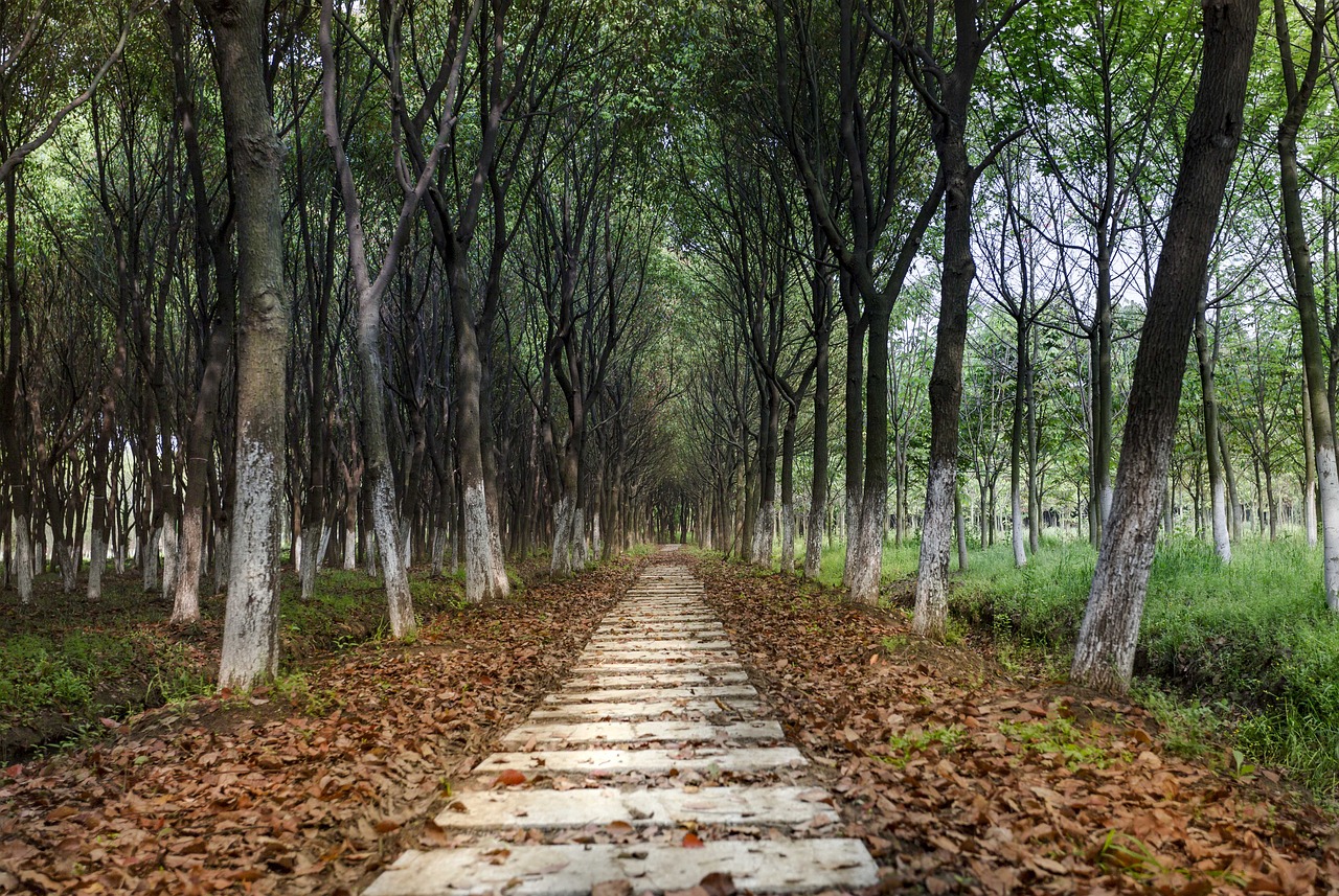 woods lane autumn free photo