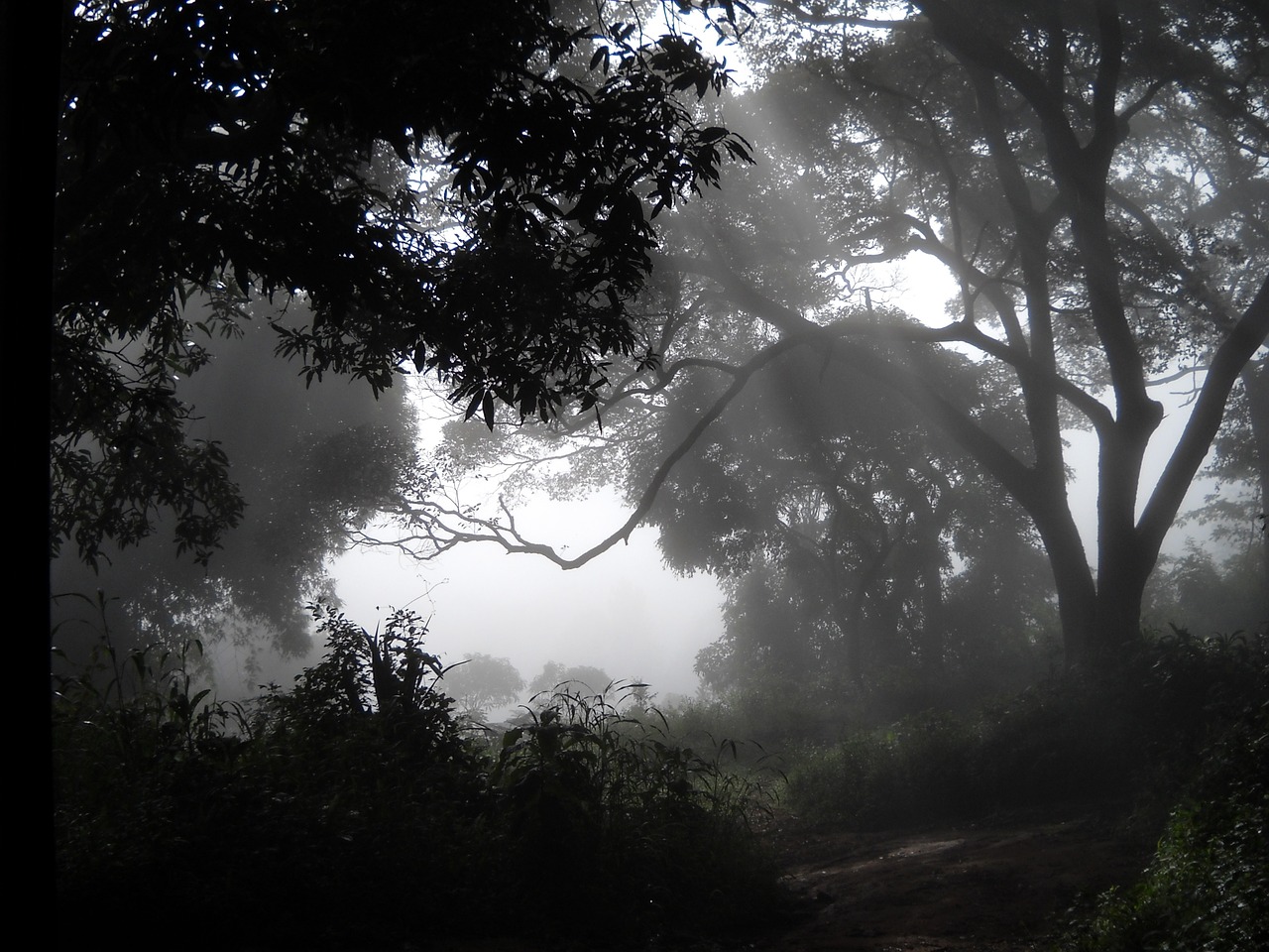 woods fog guinea free photo