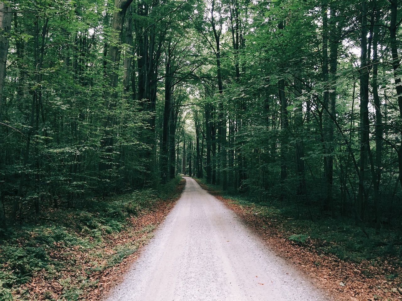 woods forest trees free photo