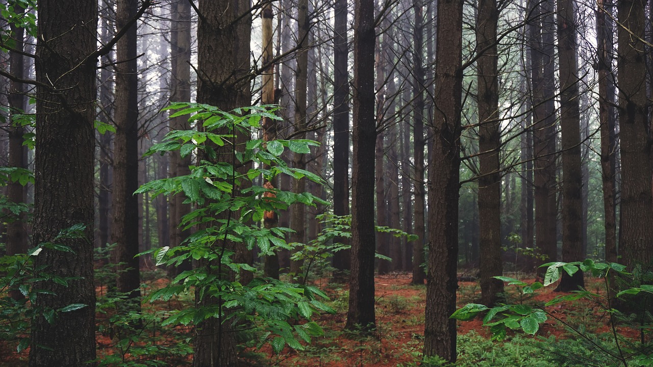 woods forest leaves free photo