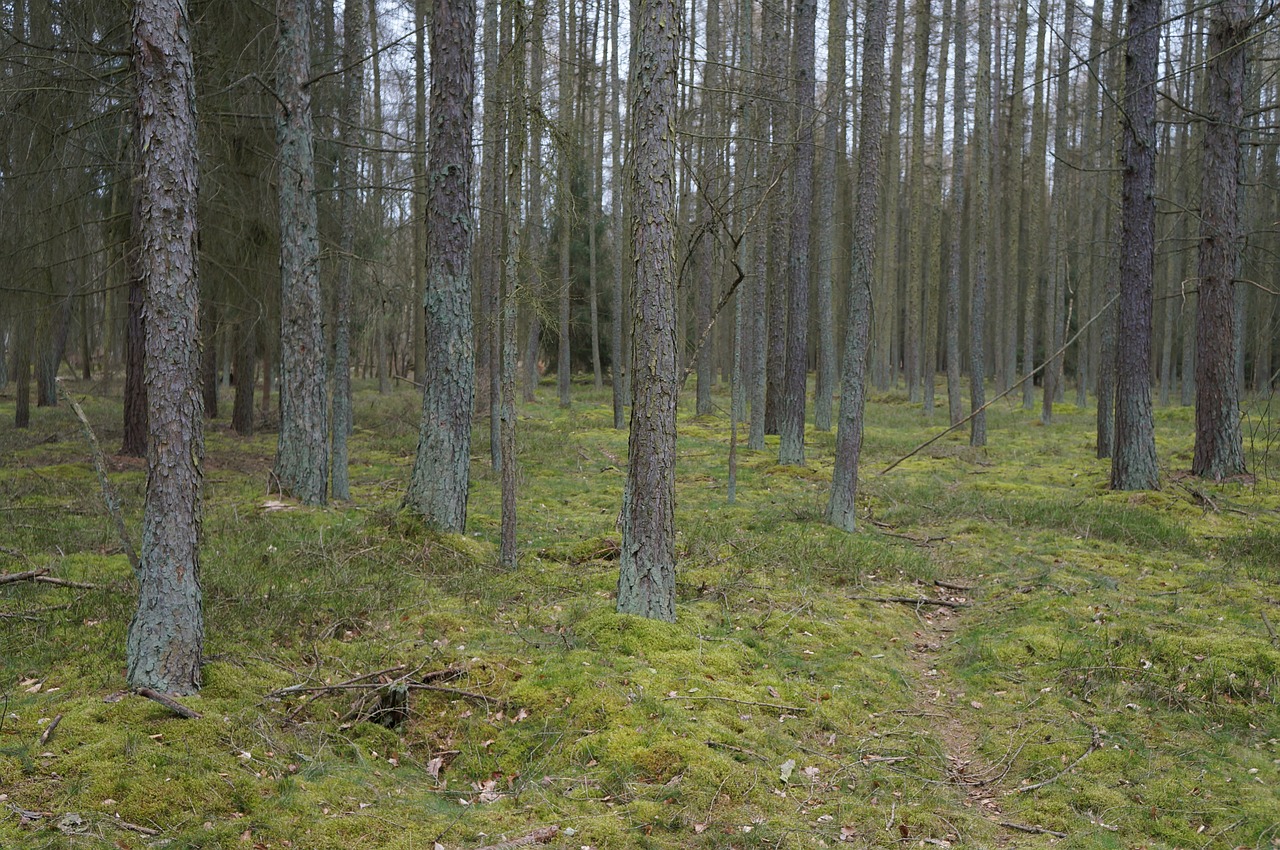 woods nature landscape free photo