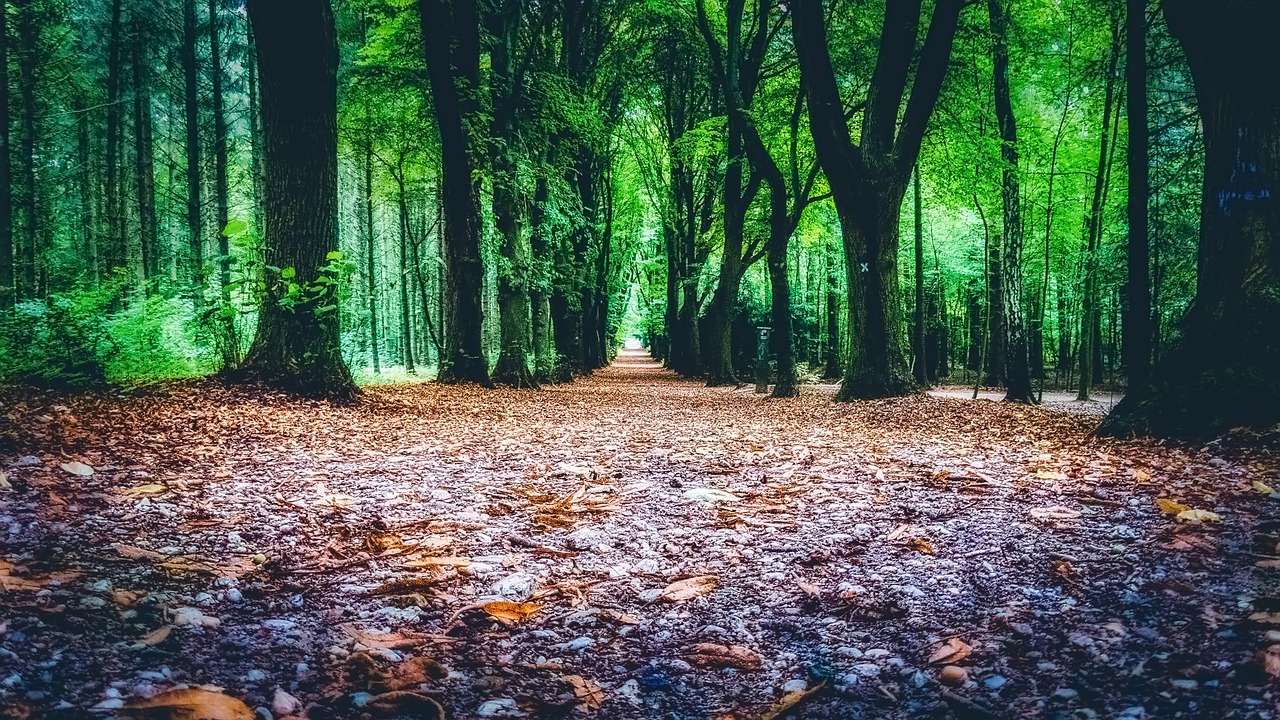 woods path landscape free photo