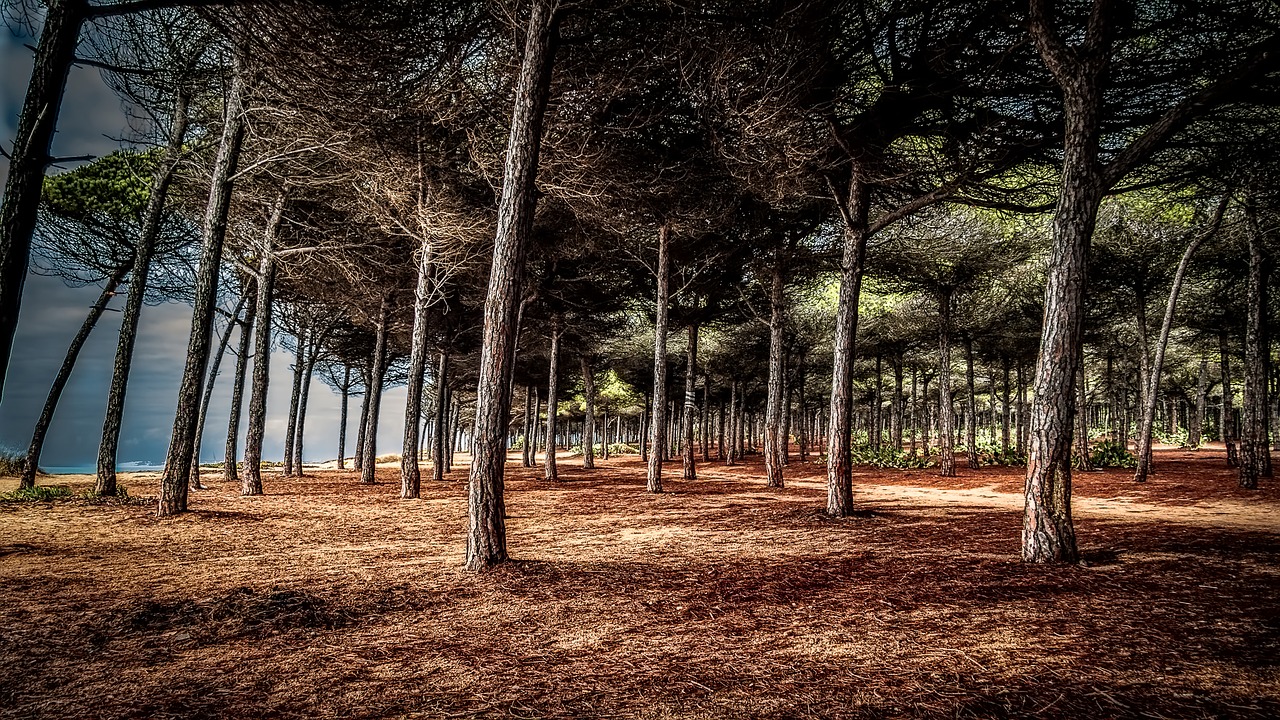 woods beach landscape free photo