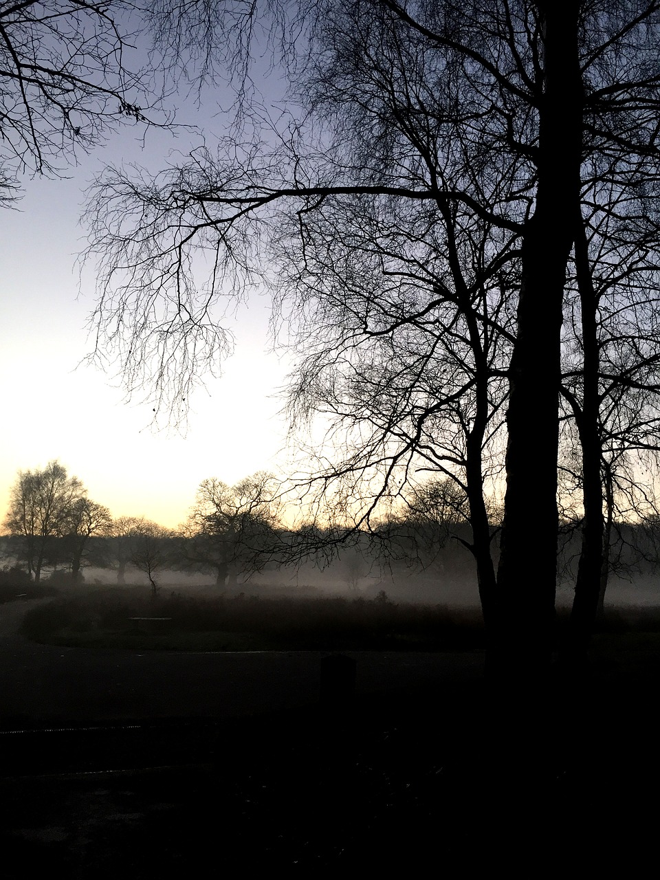 woods misty nature free photo