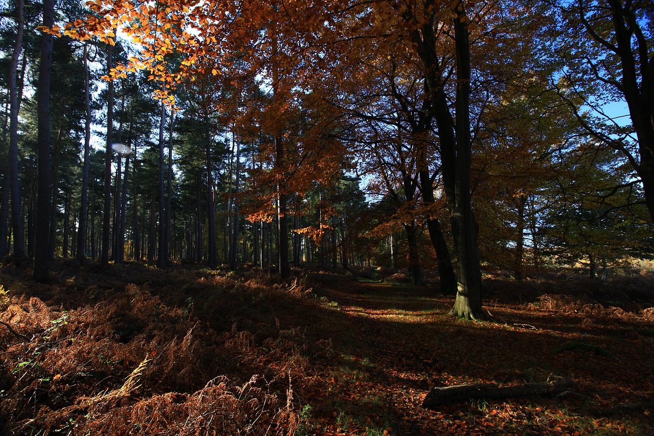 woods forest trees free photo