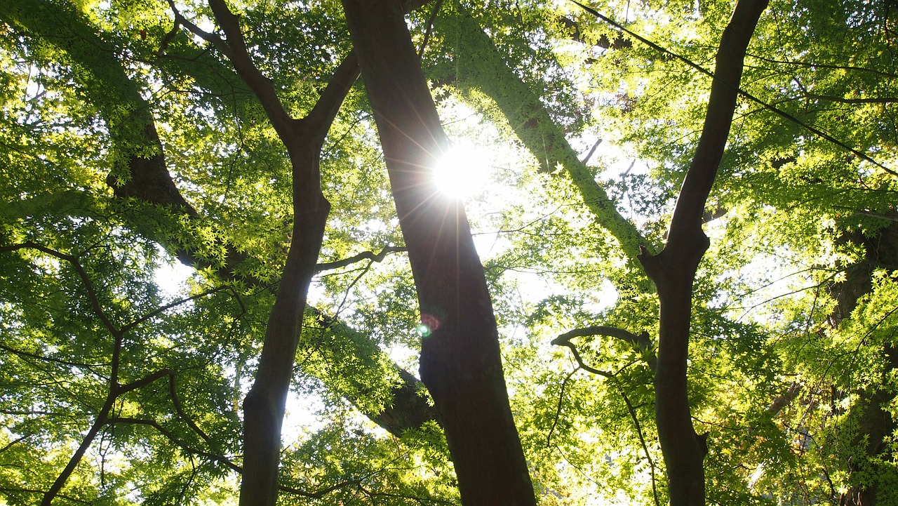 woods sun arboretum free photo