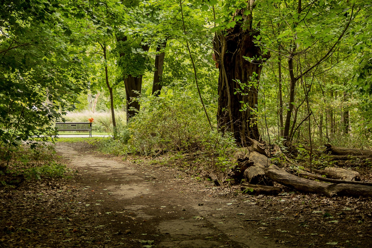 woods  forest  path free photo