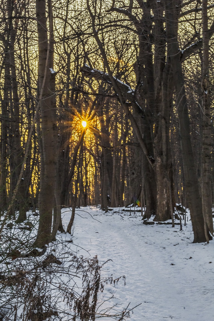 woods  dark  sunset free photo