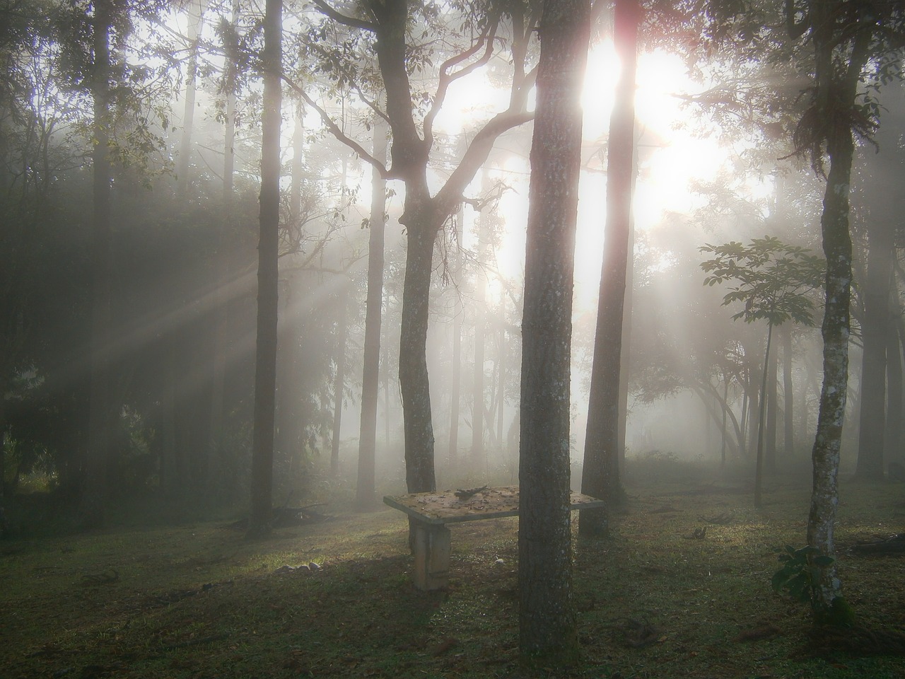 woods dawn ray of light free photo