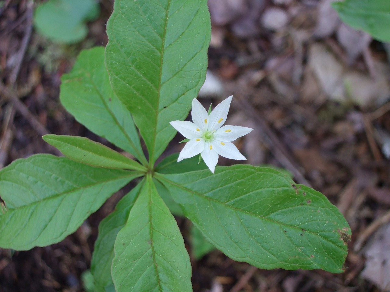 woods  flower  spring free photo