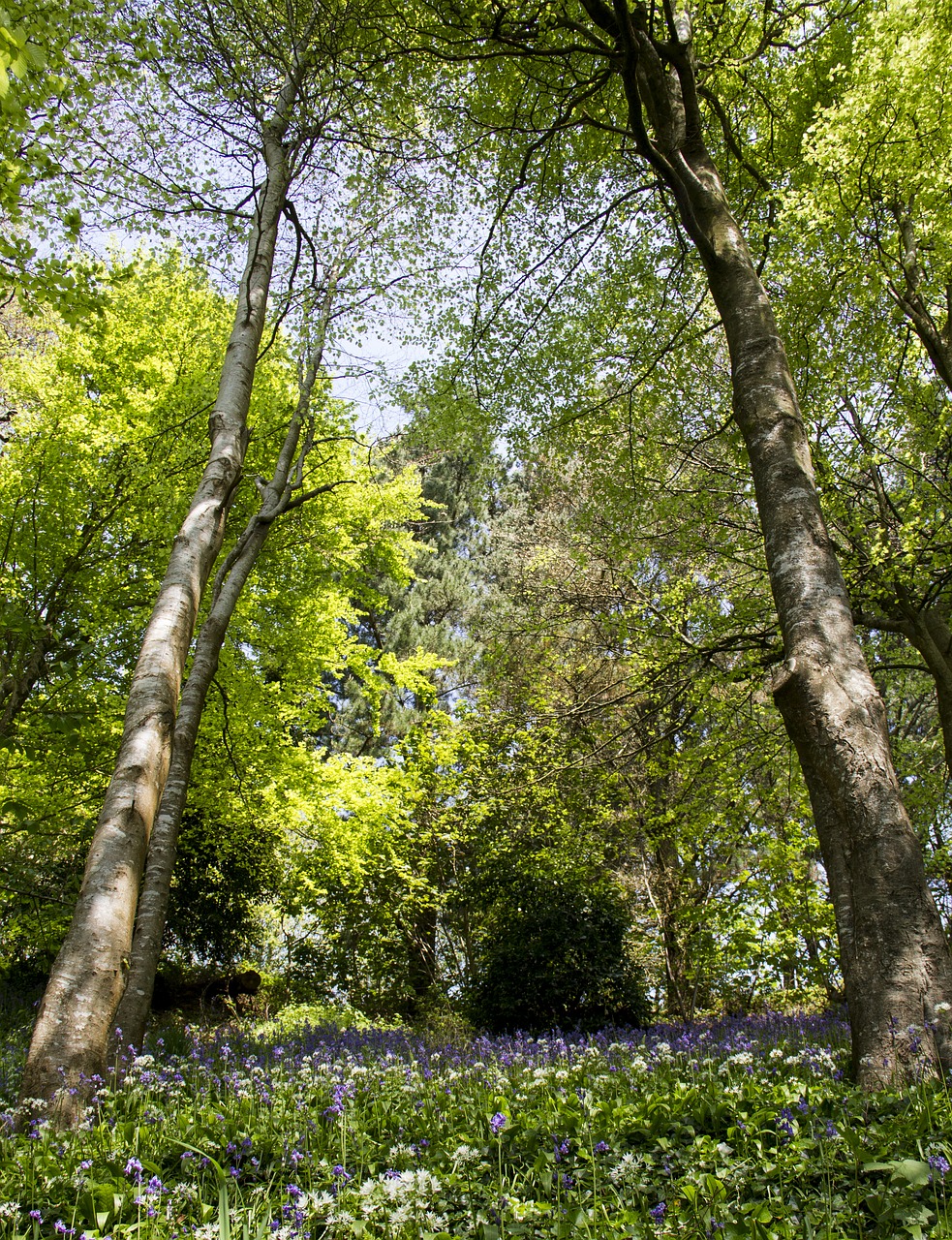 woods  trees  green free photo