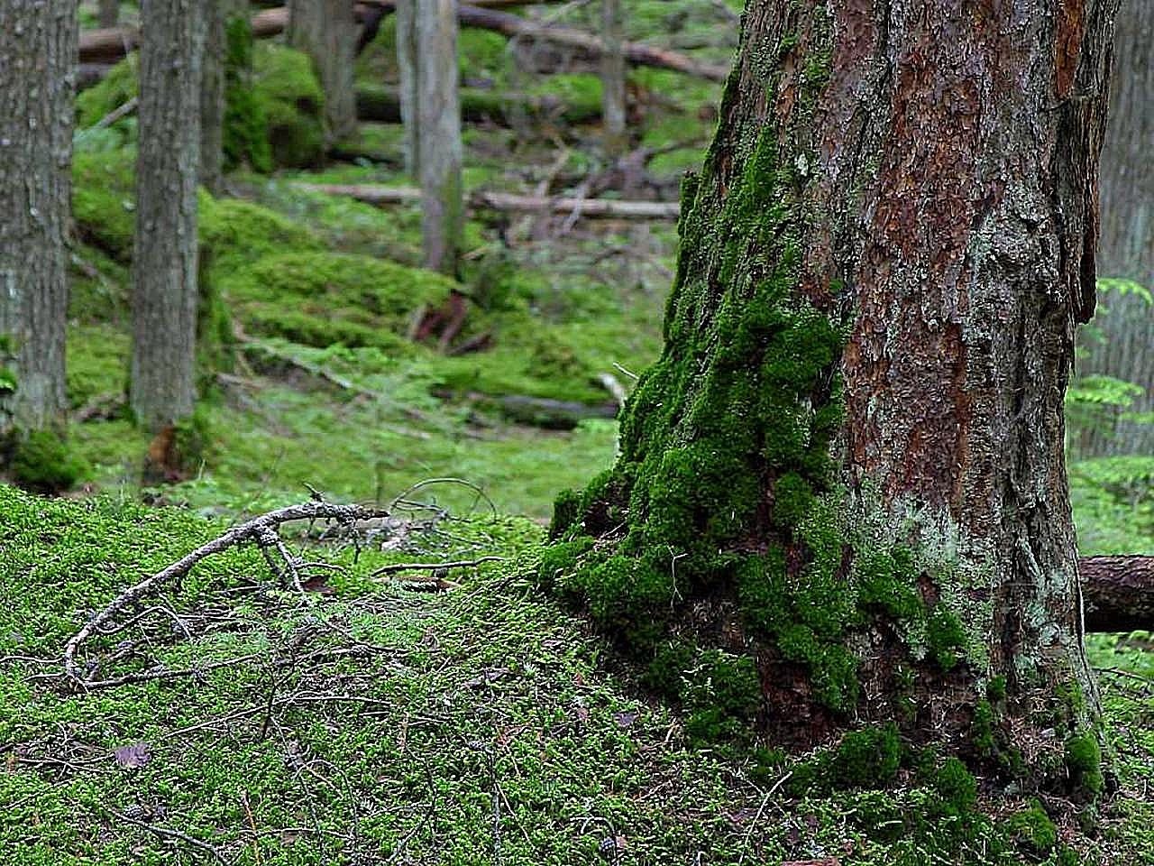 woods forests trees free photo