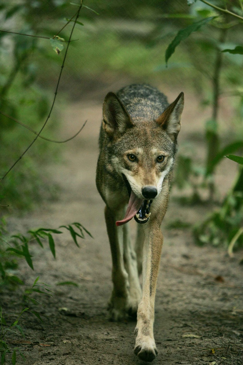 woods walk wolves free photo