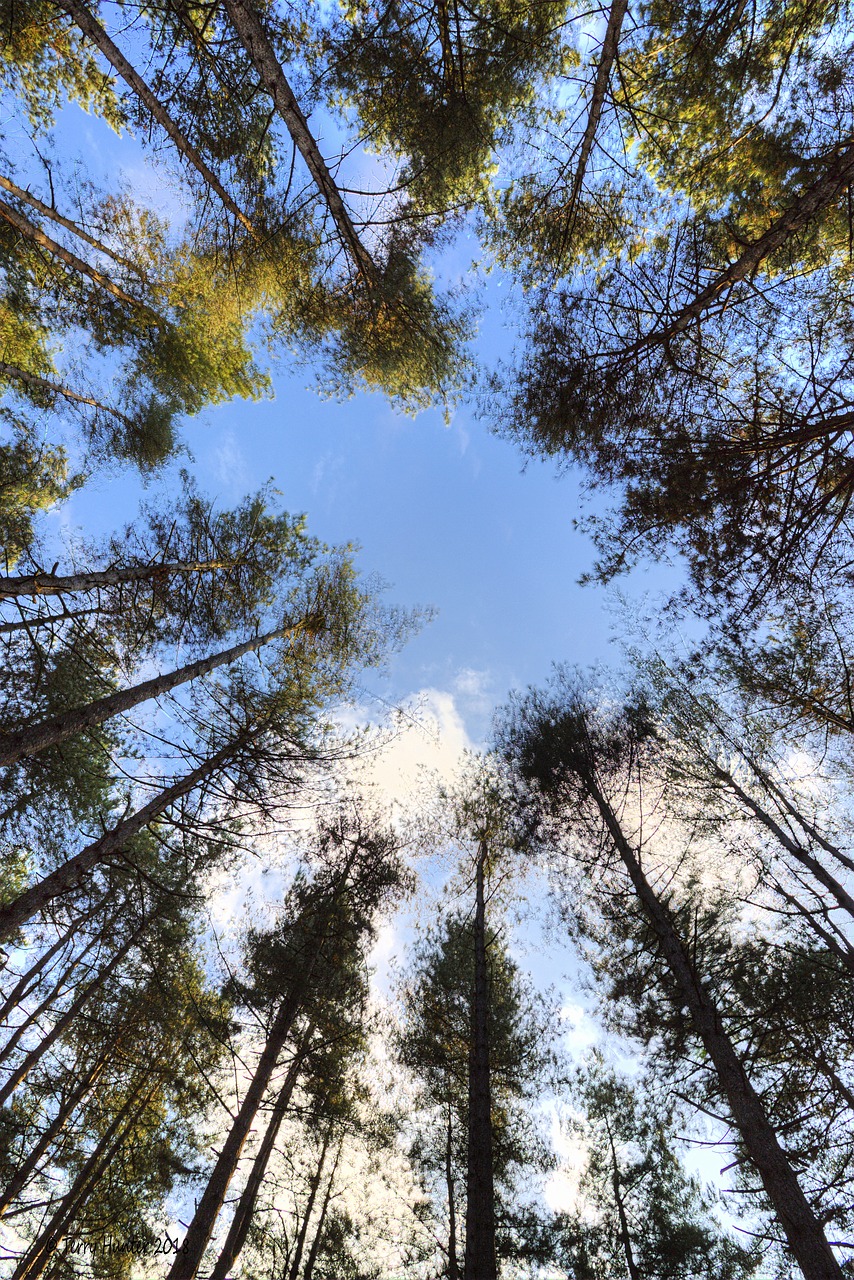 woods  trees  sky free photo