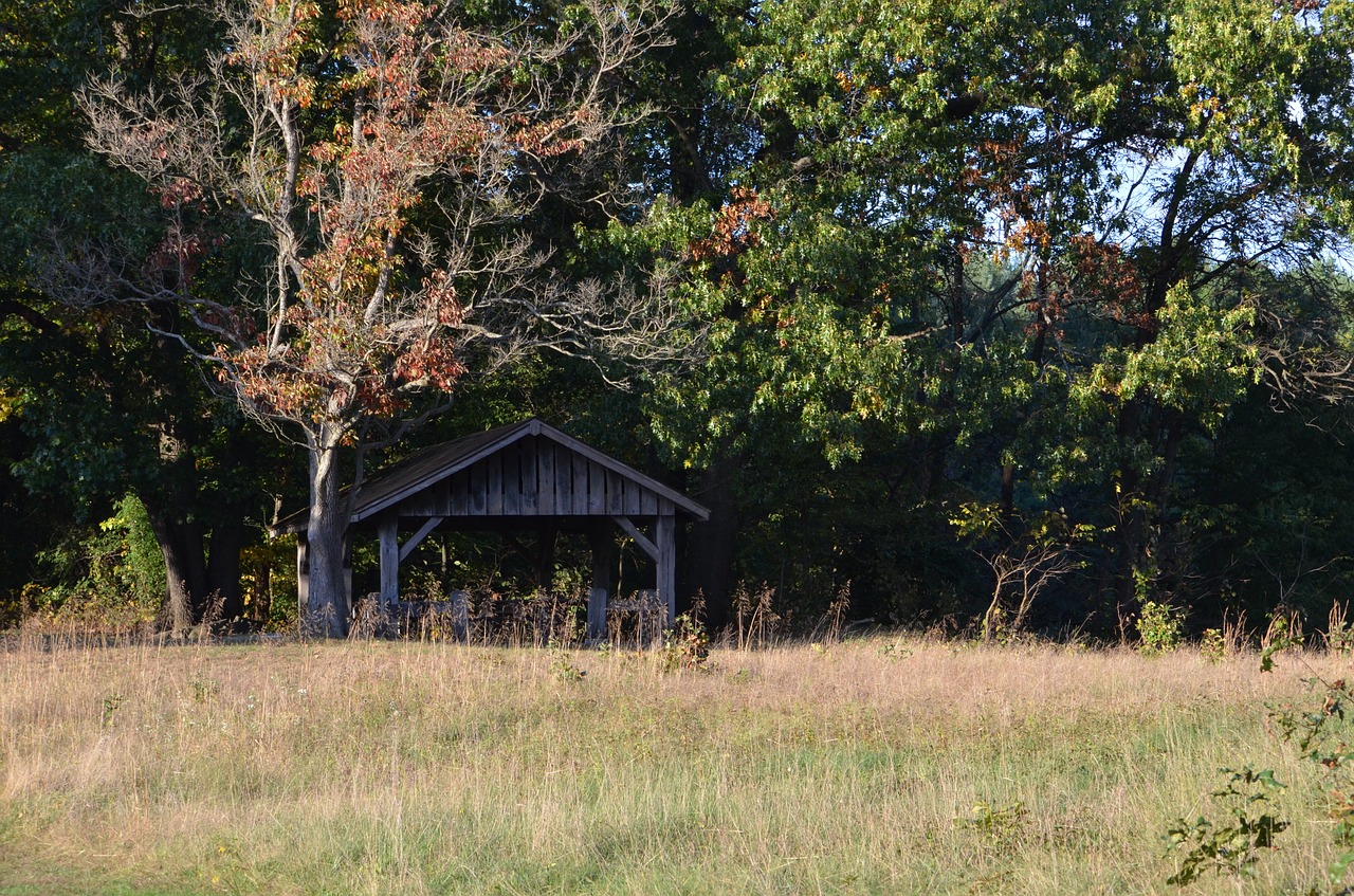 woods  rustic  shelter free photo