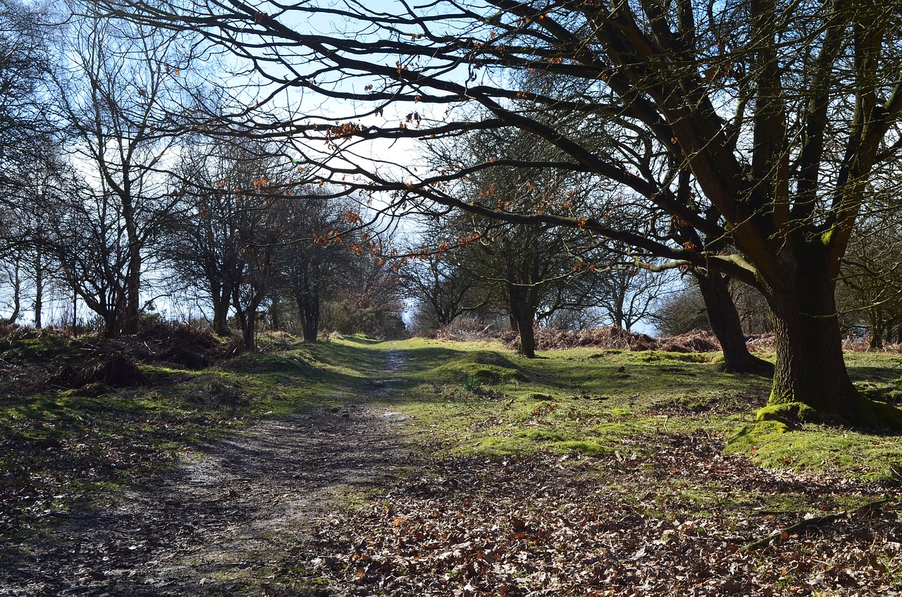 woods forest cannock free photo