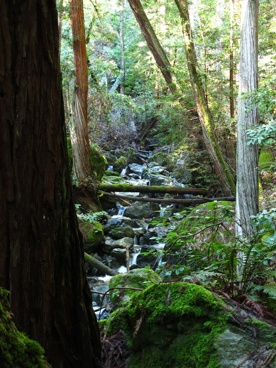 woods california stream free photo