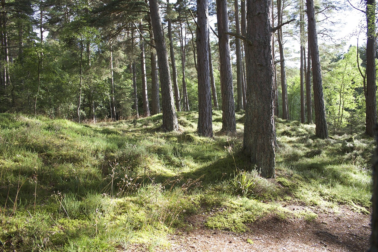 woods forest trees free photo