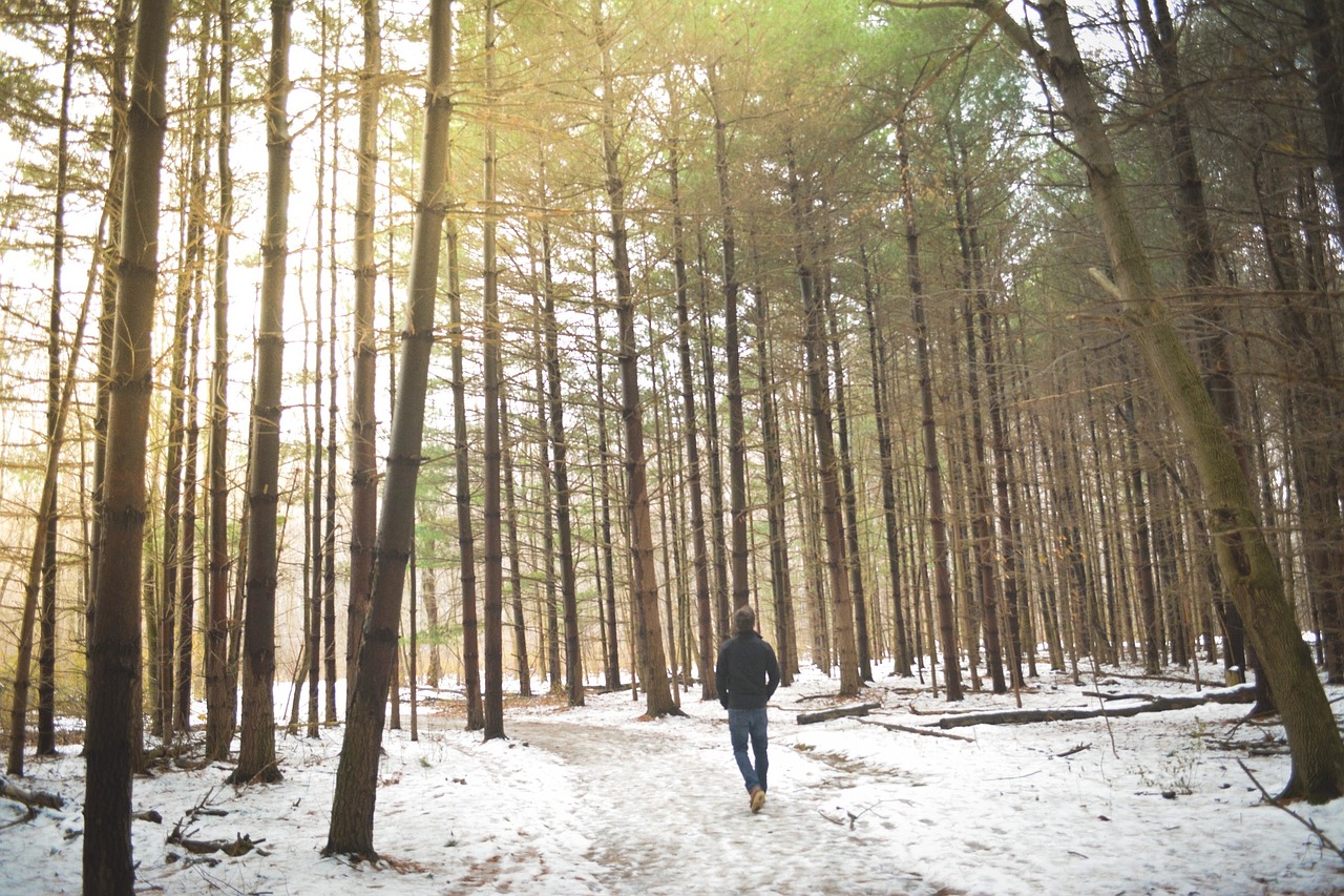 woods forest trees free photo