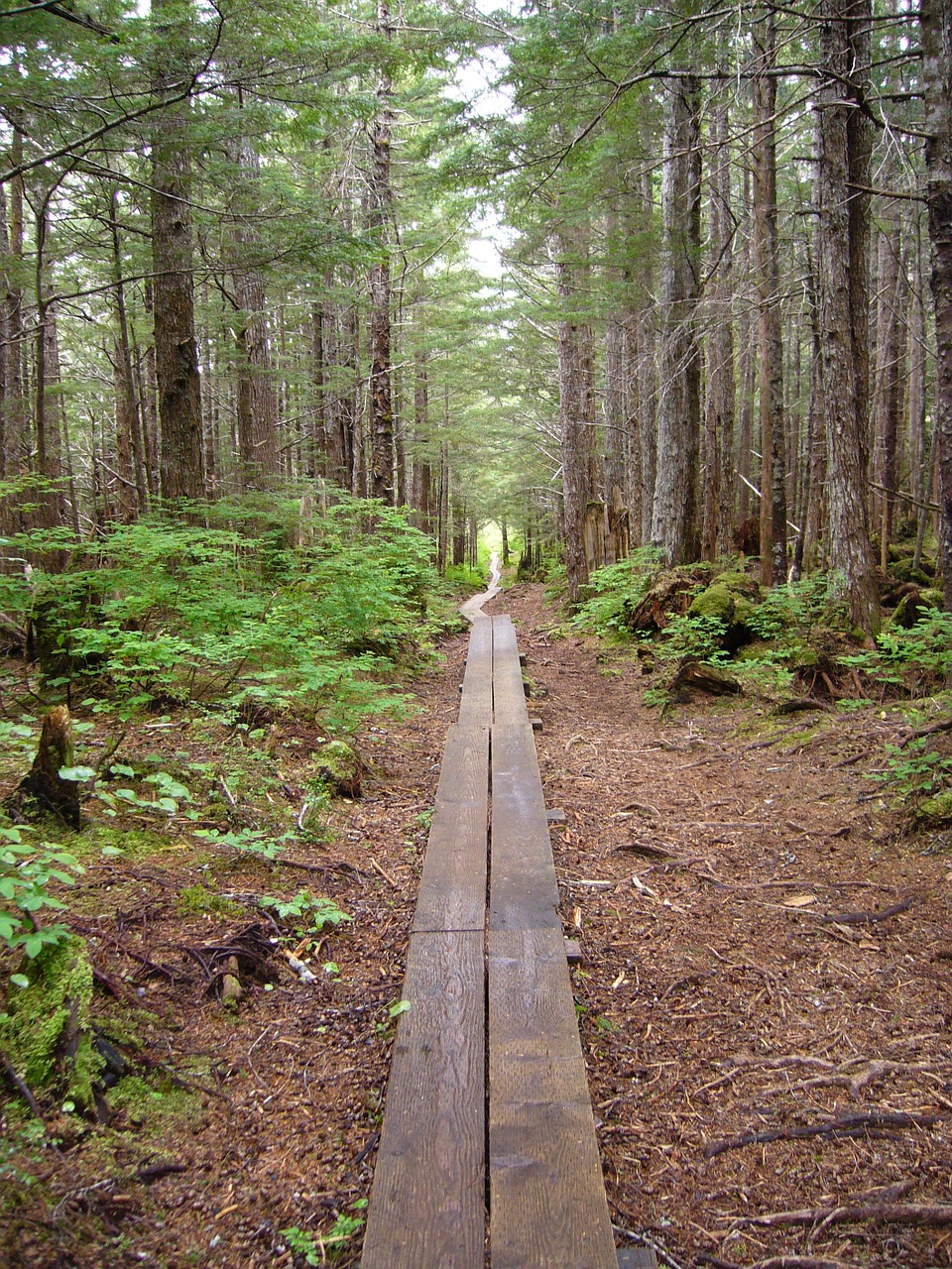 woods path nature free photo