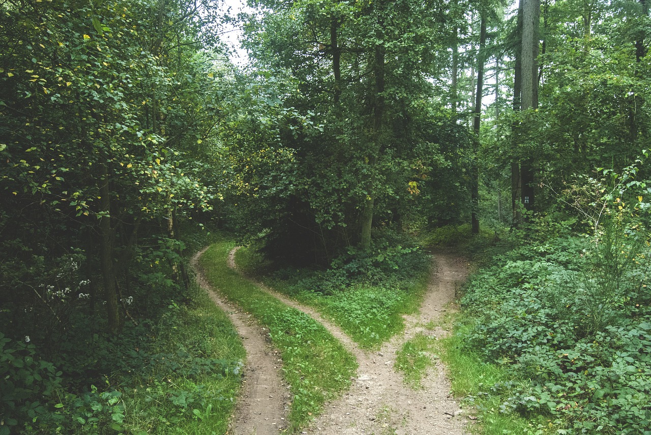 woods forest pathway free photo