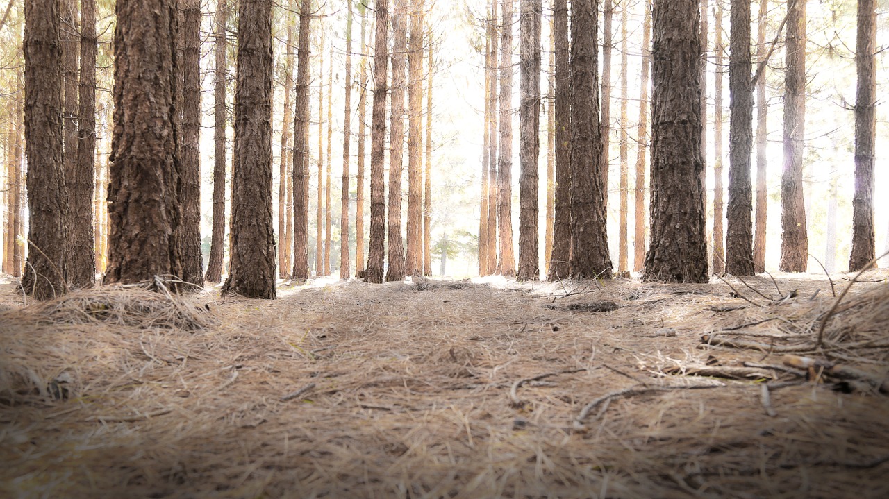 woods light path free photo