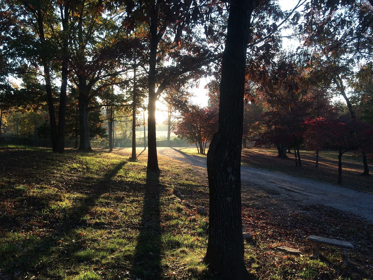 woods sunrise shadows free photo