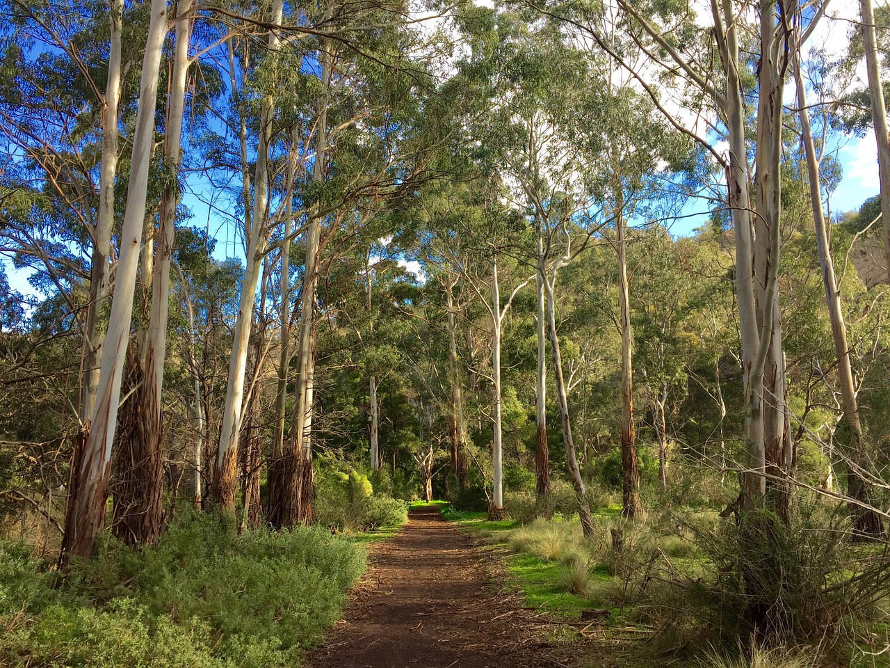 woods path forest free photo