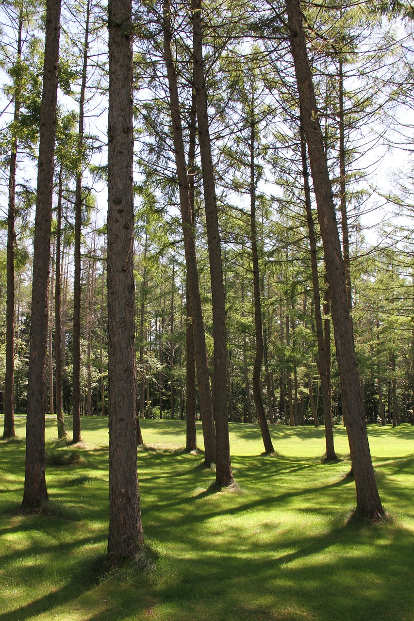 woods hokkaido furano free photo