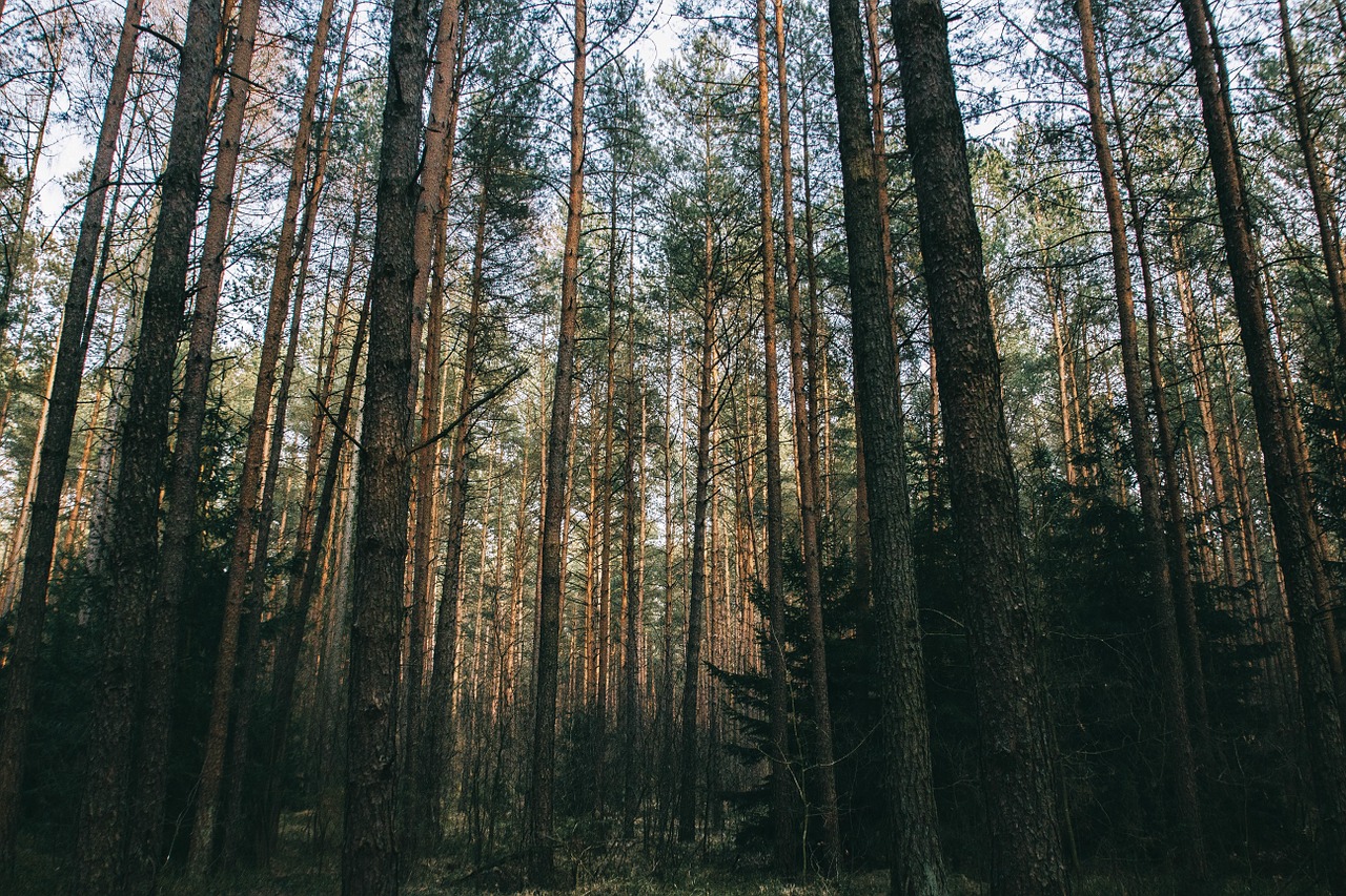 woods forest trees free photo