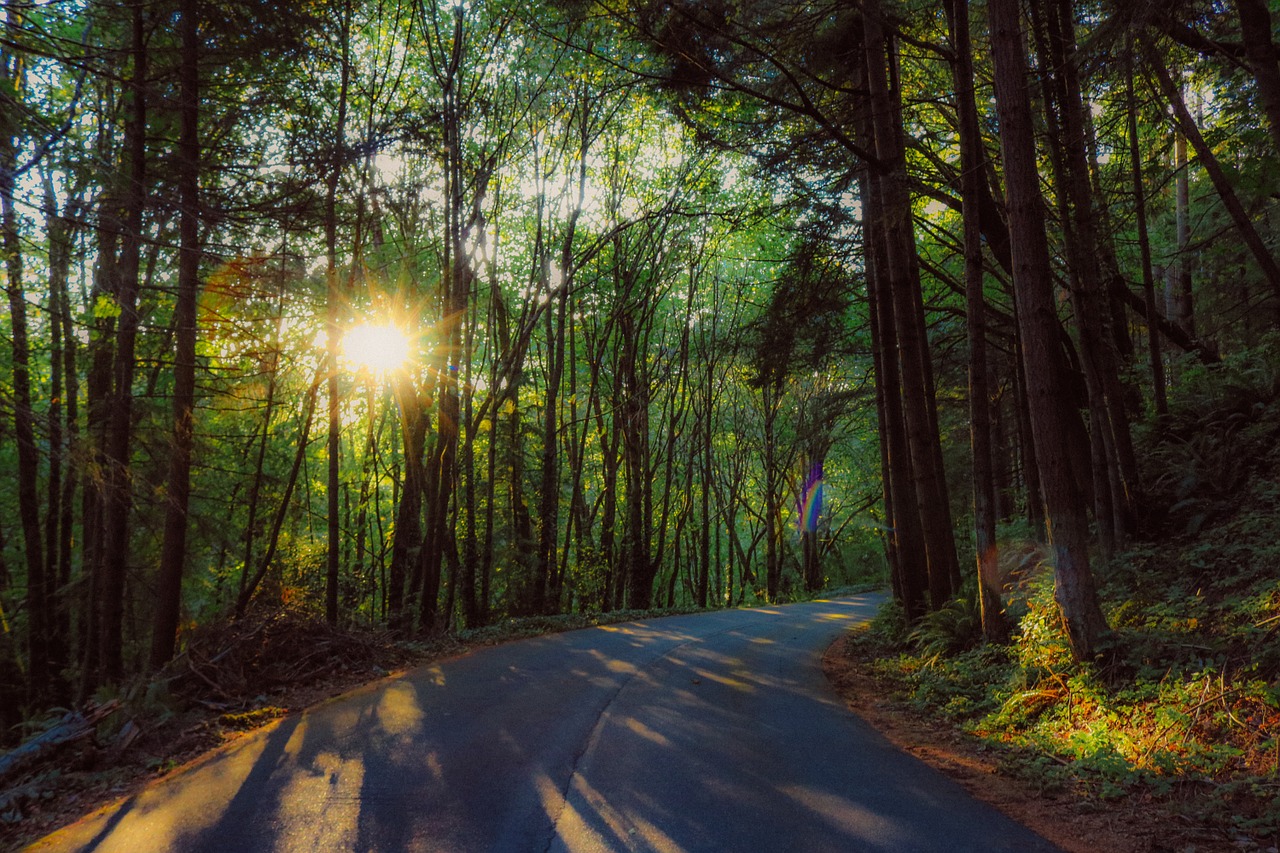 woods nature trees free photo