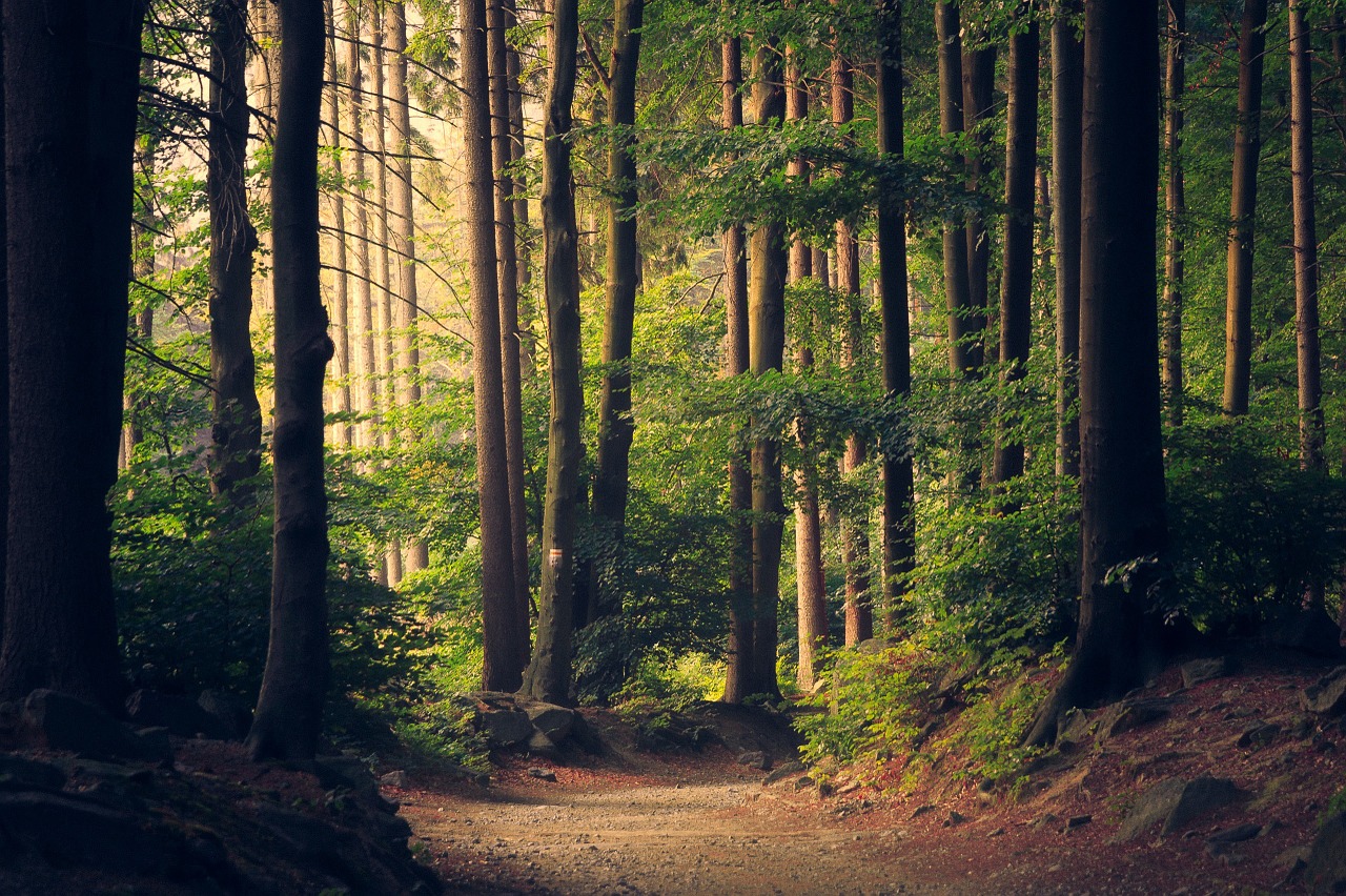 woods trees pathway free photo