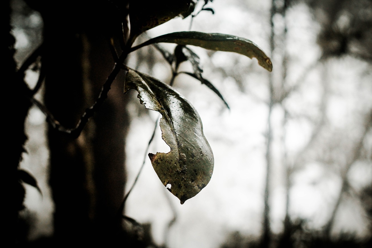 woods leaf forest free photo