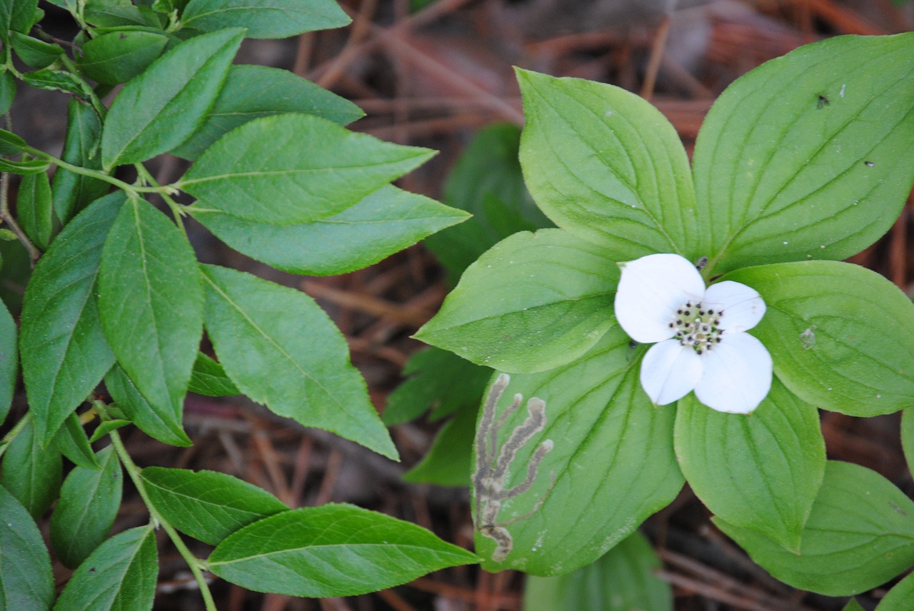 woods white flower free photo