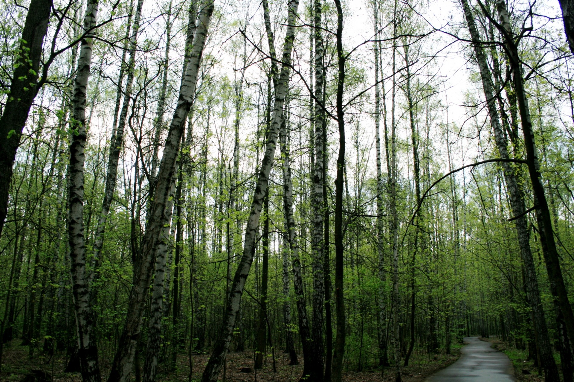 wood forest trees free photo