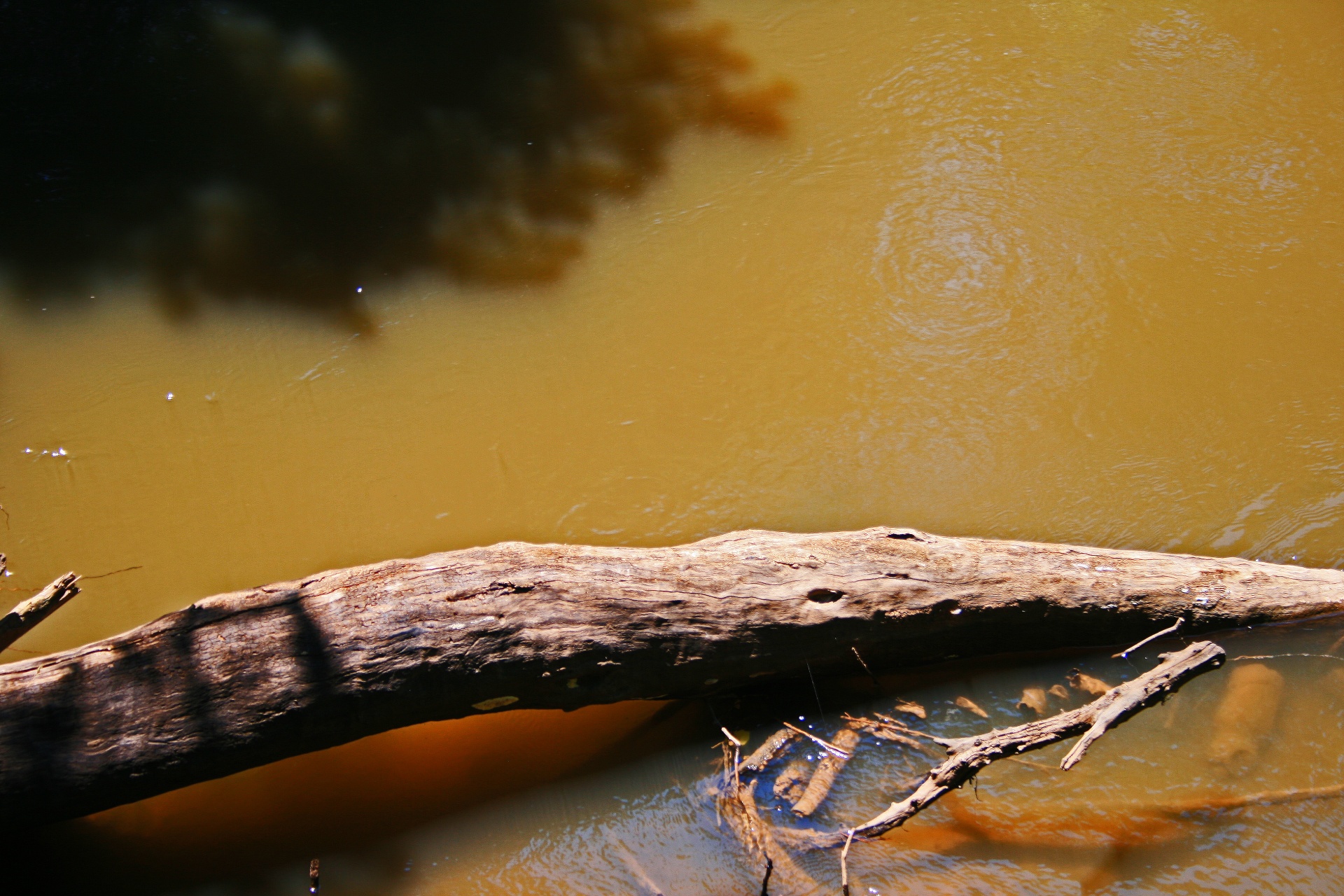 water muddy stump free photo