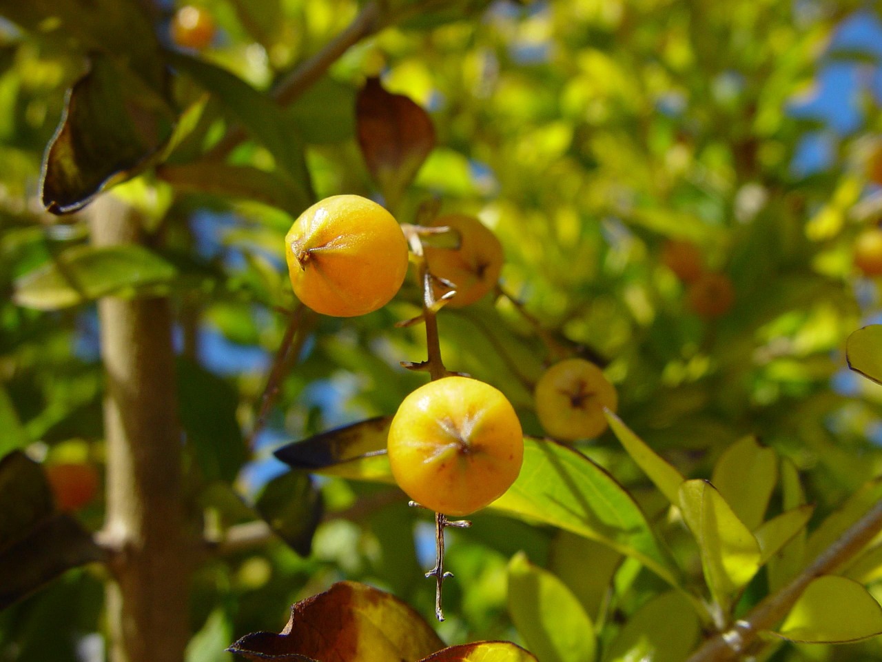 woodvale berries yellow free photo