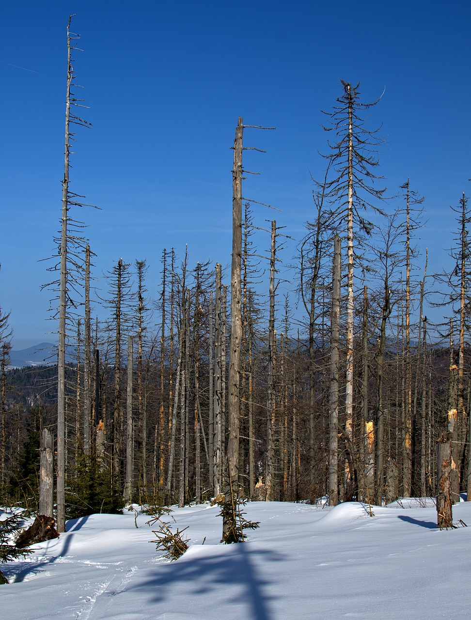 woodworm  forest  dry free photo